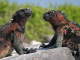 tl_files/leguan/bilder impressum/nachweis02.jpg