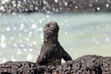 tl_files/leguan/bilder impressum/nachweis03.jpg