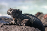 tl_files/leguan/bilder impressum/nachweis04.jpg