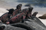 tl_files/leguan/bilder impressum/nachweis06.jpg