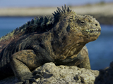 tl_files/leguan/bilder impressum/nachweis07.jpg
