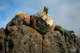 tl_files/leguan/bilder impressum/nachweis08.jpg