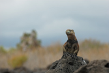 tl_files/leguan/bilder impressum/nachweis09.jpg