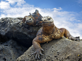 tl_files/leguan/bilder impressum/nachweis12.jpg